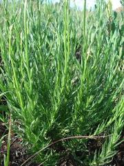 Wahlenbergia cuspidata