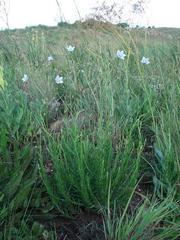 Wahlenbergia cuspidata