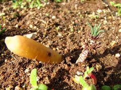 Gethyllis verticillata