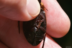 Dytiscus semisulcatus