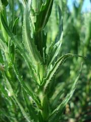 Wahlenbergia cuspidata