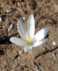 Gethyllis verticillata