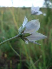 Wahlenbergia cuspidata