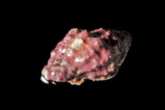 Semiricinula