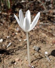 Gethyllis verticillata