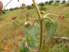 Pergularia daemia daemia