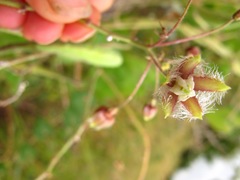 Pergularia daemia daemia