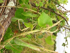 Pergularia daemia daemia