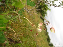 Pergularia daemia daemia