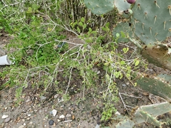 Maytenus phyllanthoides