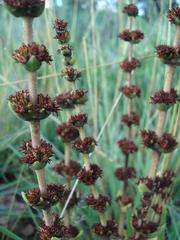 Crassula capitella nodulosa