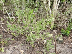 Maytenus phyllanthoides