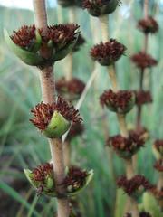 Crassula capitella nodulosa