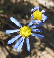 Felicia minima