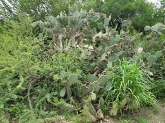 Opuntia alta