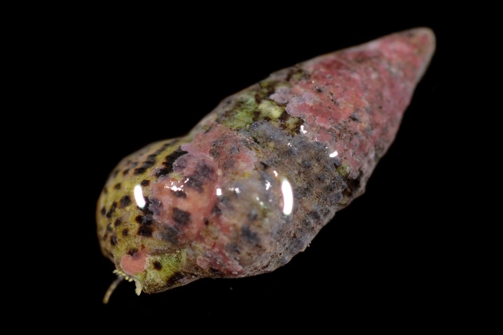 Channeled Cerith from French Polynesia on March 1, 2014 at 1200 PM by