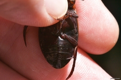 Dytiscus semisulcatus