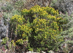 Oedera uniflora