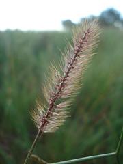 Setaria sphacelata