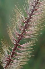 Setaria sphacelata
