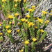 Oedera uniflora - Photo (c) kooscl, algunos derechos reservados (CC BY-NC)