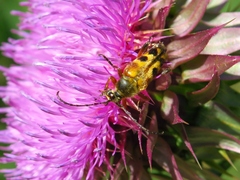 Typocerus octonotatus