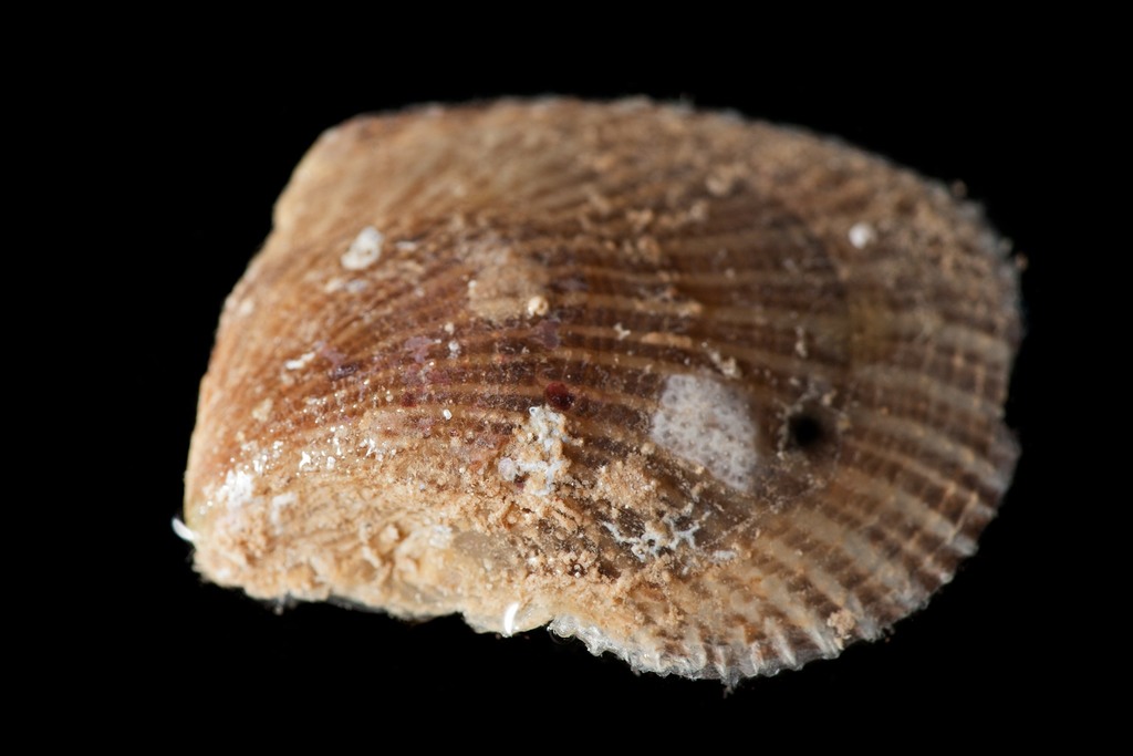 Brown Purse Shell