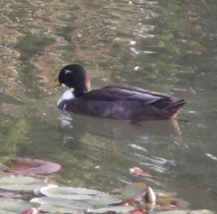 Anas platyrhynchos domesticus