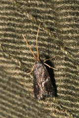 Lecithocera nigrana