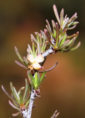 Cliffortia castanea