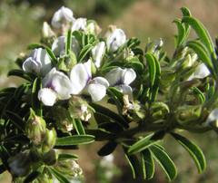 Psoralea spissa