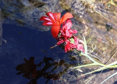 Gladiolus cardinalis