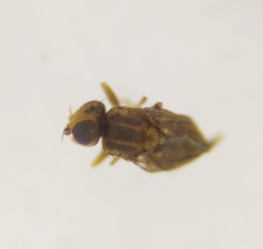 Trachysiphonella