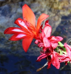 Gladiolus cardinalis