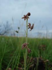 Aspidoglossum biflorum