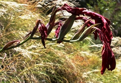 Gladiolus cardinalis