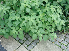 Solanum nigrum