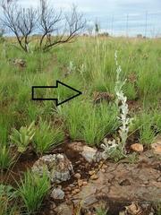 Aspidoglossum biflorum