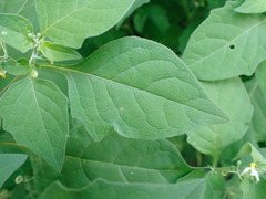 Solanum nigrum