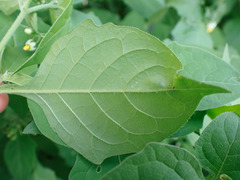 Solanum nigrum