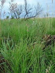 Aspidoglossum biflorum