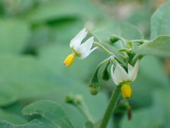 Solanum nigrum