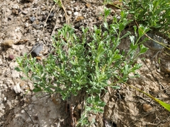 Stillingia treculiana