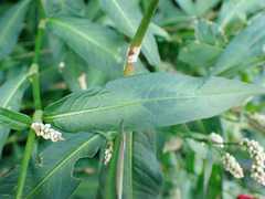 Persicaria maculosa