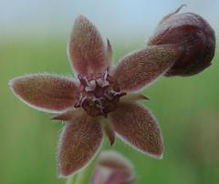 Aspidoglossum biflorum