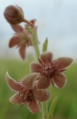 Aspidoglossum biflorum