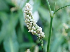 Persicaria maculosa