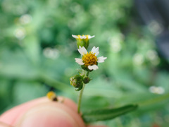 Galinsoga quadriradiata