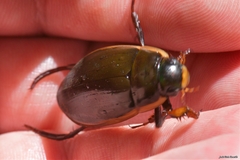 Dytiscus semisulcatus