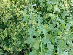 Chenopodiastrum hybridum